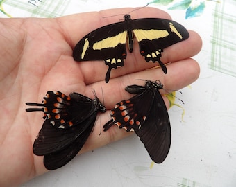 Swallowtail trio: Papilio torquatus x3 (1 male 2 females) in reasonably good condition