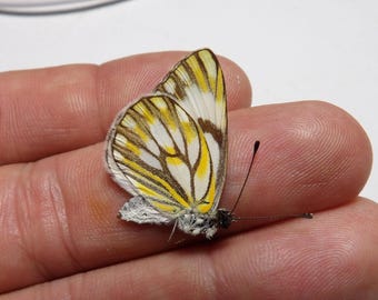 Amazing African butterfly species! x2 Pontia helice (African meadow white) two dried specimens from Uganda