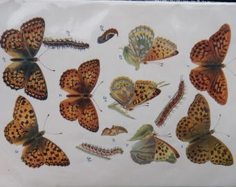 Antique print from 1909: European butterflies (Nymphalidae) - LEGIT 100+ year old offset print! A pretty piece of history.