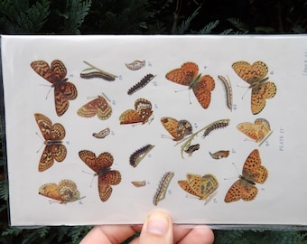 European REAL antique print from 1909: FRITILLARY Butterflies - LEGIT 100+ year old offset print!