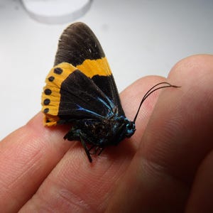Söt nattfjärilart: Milionia basalis (torkad för samlare)