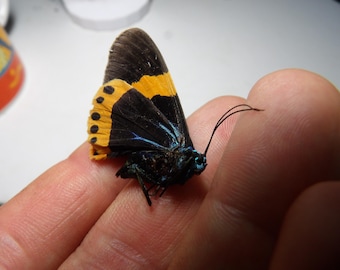 Cute moth species: Milionia basalis (dried for collectors)