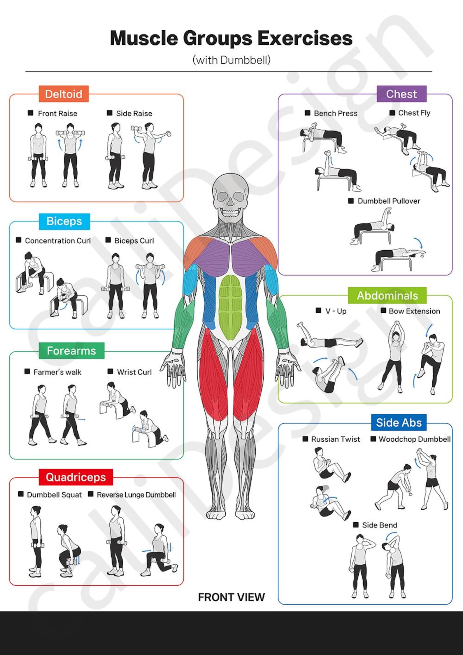 Two Illustration of Exercises Using Dumbbells for Each Muscle Group(two ...