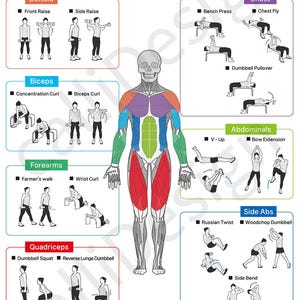 Puede incluir: Un diagrama que muestra diferentes grupos musculares y ejercicios para realizar con mancuernas. El diagrama incluye una vista frontal del cuerpo humano con diferentes grupos musculares resaltados en color. El diagrama también incluye ilustraciones de ejercicios para cada grupo muscular.