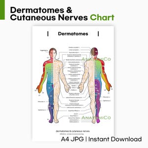 Tabella dei dermatomi e dei nervi cutanei (A4 JPG) – Poster anatomico stampabile per studio e insegnamento medico