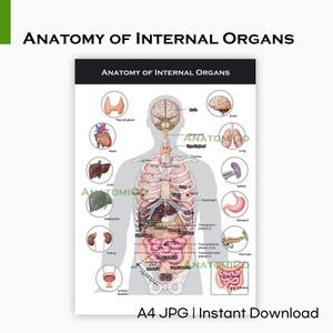 May include: Anatomy of Internal Organs poster with labeled illustrations of human organs, including the brain, heart, liver, and kidneys. The poster has the text "ANATOMY OF INTERNAL ORGANS" and "A4 JPG | Instant Download".