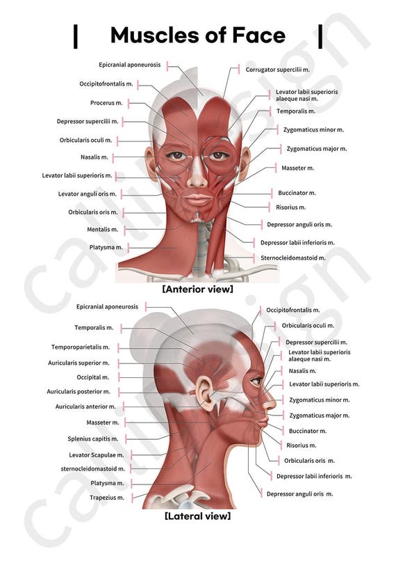 Side Of Face Muscles Labeled