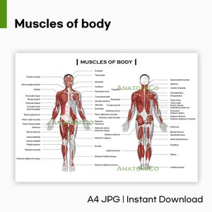 May include: Anatomy chart titled "Muscles of Body" showing front and back views of a human figure with muscle names labelled. The image is a digital download in A4 JPG format. The figure is in shades of red and white.