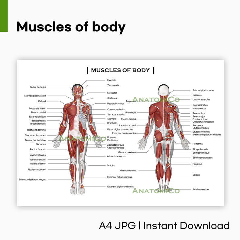 Muscles of Body Chart: Human Anatomy Educational Poster (instant ...