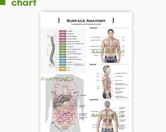 本 骨格筋の形と触察法 = Anatomy and Surface Anatomy…