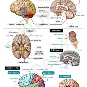 Pode incluir: Uma ilustração anatômica detalhada do cérebro humano, mostrando as diferentes partes e lobos, incluindo o cérebro, o cerebelo, o tronco encefálico e o sistema límbico. A ilustração é rotulada com os nomes de cada parte.