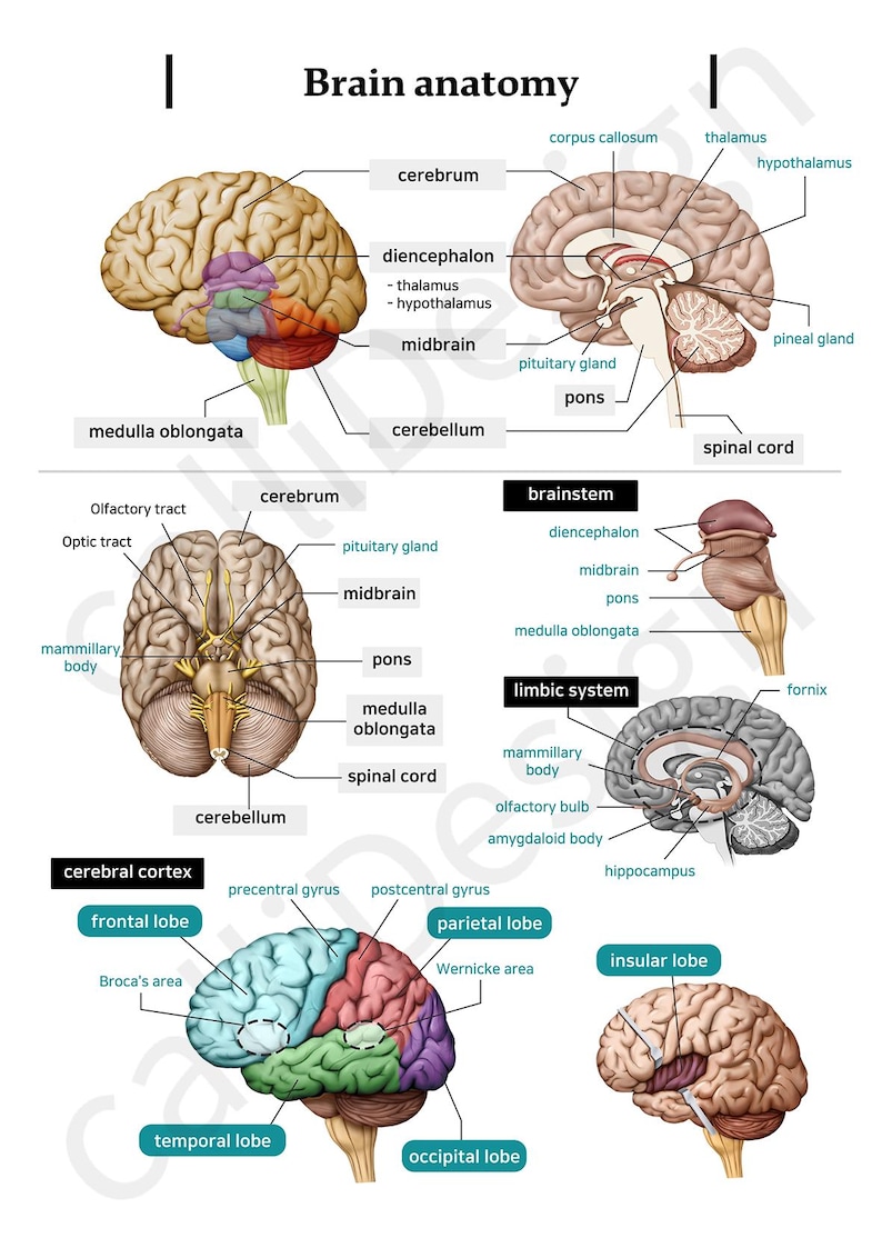 Brain Anatomy Teaching Paper Design A4 Jpg File(300dpi) - Etsy
