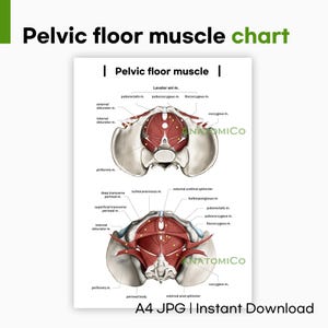 Diagrama de anatomía muscular del suelo pélvico (A4 JPG): póster imprimible para fisioterapia, ejercicio y estudios médicos