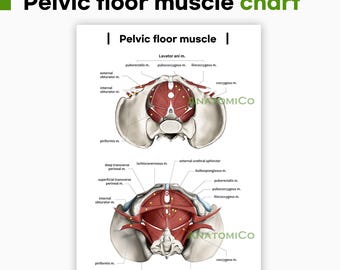 Pelvic Floor Muscle Anatomy Chart (A4 JPG) – Printable Poster for Physiotherapy, Exercise & Medical Study