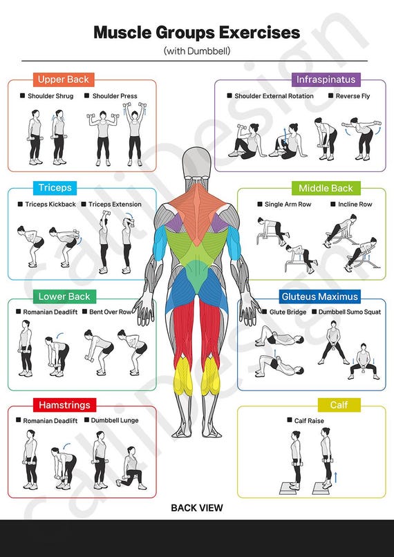 Body Muscle Diagram Workout Body Muscle Diagram Workout