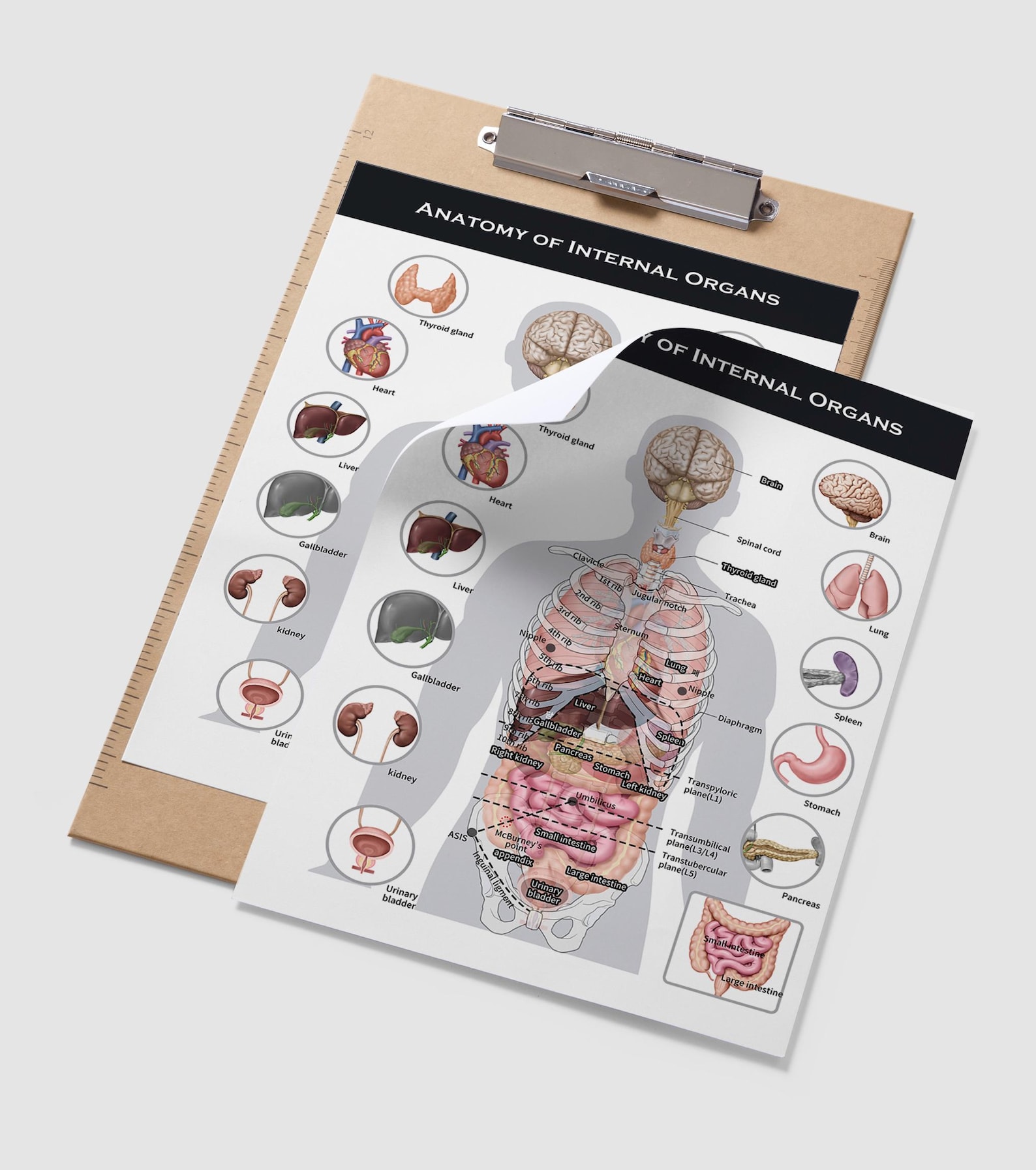 Anatomy of Internal Organs Poster: Human Body Diagram (A4 JPG Instant ...