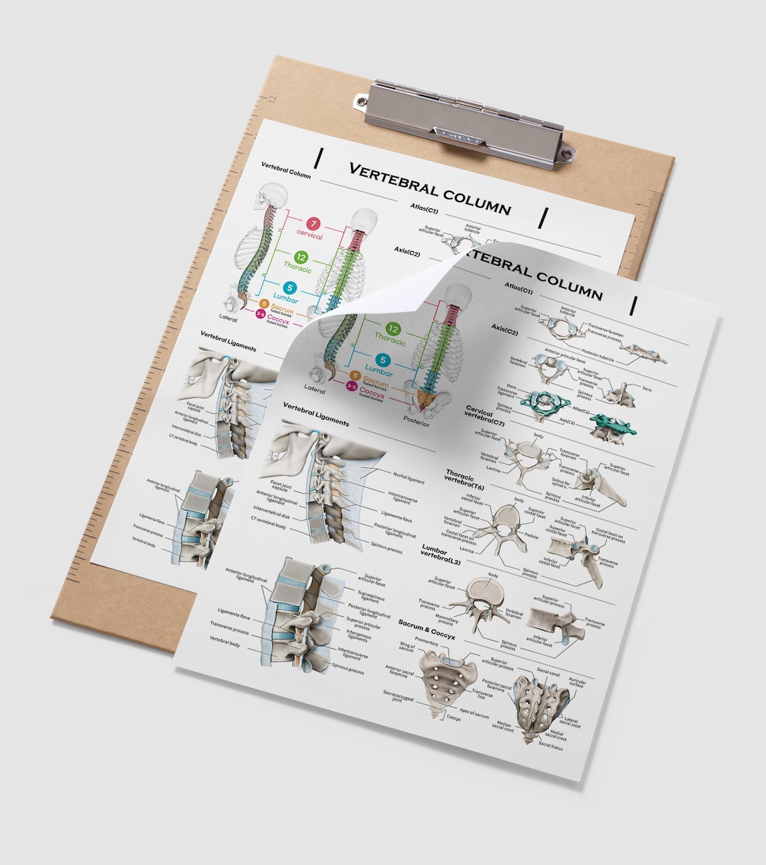 Vertebral Column Anatomy Teaching Paper Design A4 Jpg File300dpi - Etsy ...