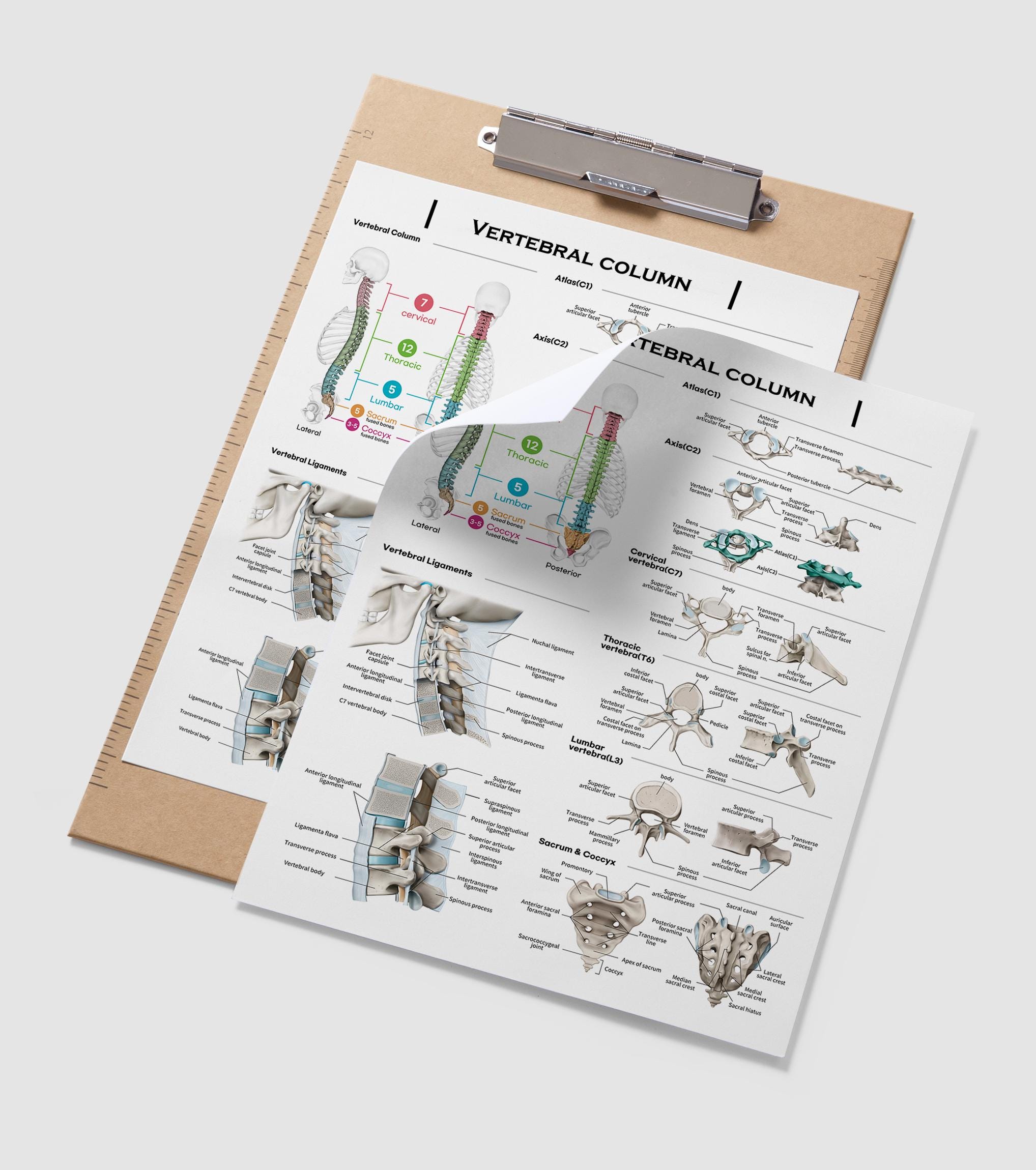 Vertebral Column Anatomy Teaching Paper Design A4 Jpg File300dpi - Etsy ...