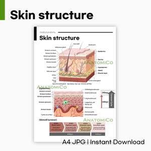May include: Diagram of skin structure, detailing layers such as epidermis and dermis, hair follicle, sweat pore, and blood vessels. The diagram includes text labels and a skin cell turnover cycle. The image is labelled "A4 JPG | Instant Download."