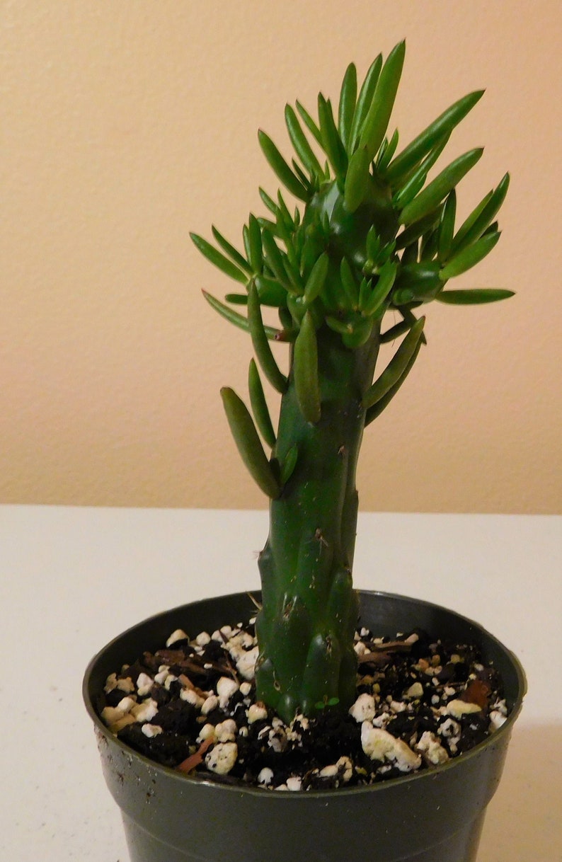 Opuntia 'Gumby Succulent Cactus Fully Rooted Live Plant Etsy