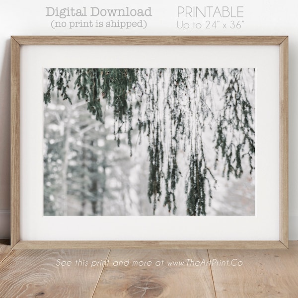 Snowy Evergreen Tree Print, Winter Wall Decor, Christmas Printable Art, Snowy Forest Poster, Snowy Brewer's Weeping Spruce Tree Branch