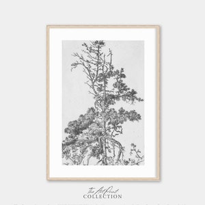 Neutral Antique Tree Drawing, Vintage Pine Tree Sketch Art, Soft Decor PRINTABLE Art Download
