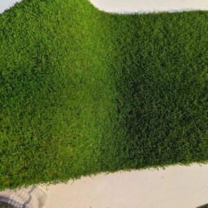 Muschio in fogli conservato da 10,8 piedi quadrati: decorazione verde naturale
