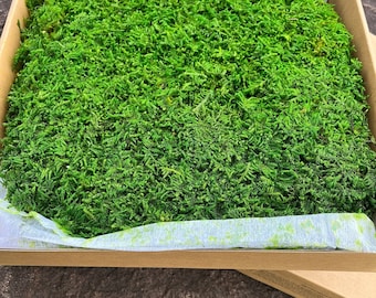 Preserved Sheet Moss: Fairy Garden DIY Decoration