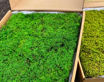 Preserved Sheet Moss: DIY Fairy Garden Greenery