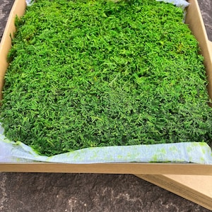 Muschio in fogli conservato: decorazione fai da te per il giardino delle fate