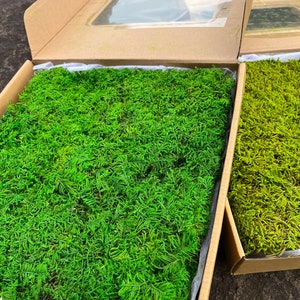 Muschio in fogli conservato: verde fai da te per il giardino delle fate