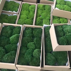 Preserved Moss Bulk, Green Moss for Potted Plants,Preserved Pole Moss,Moss Pillow for Wall Art Floral Project Pot Plants Table Decor 3Colors