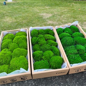 Pillow Moss for DIY Wall Art: Natural Green Home Decor (1.7 sq ft)