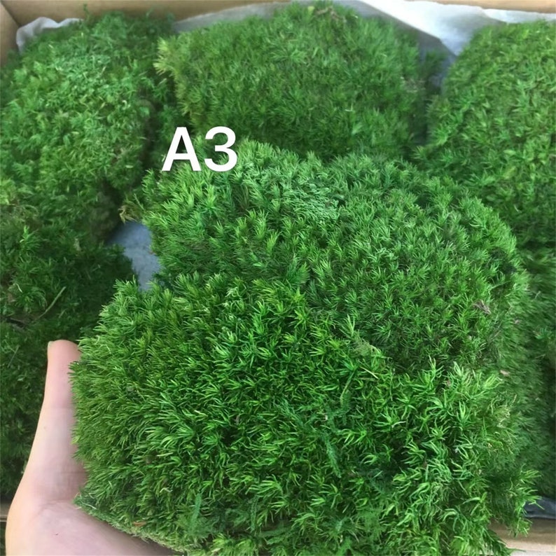 Preserved Moss Bulk Green Moss for Potted Plantspreserved Etsy