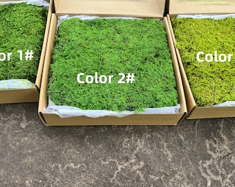 May include: Three boxes of preserved moss, each with a different shade of green. The boxes are labeled "Color 1#", "Color 2#", and "Color 3#"