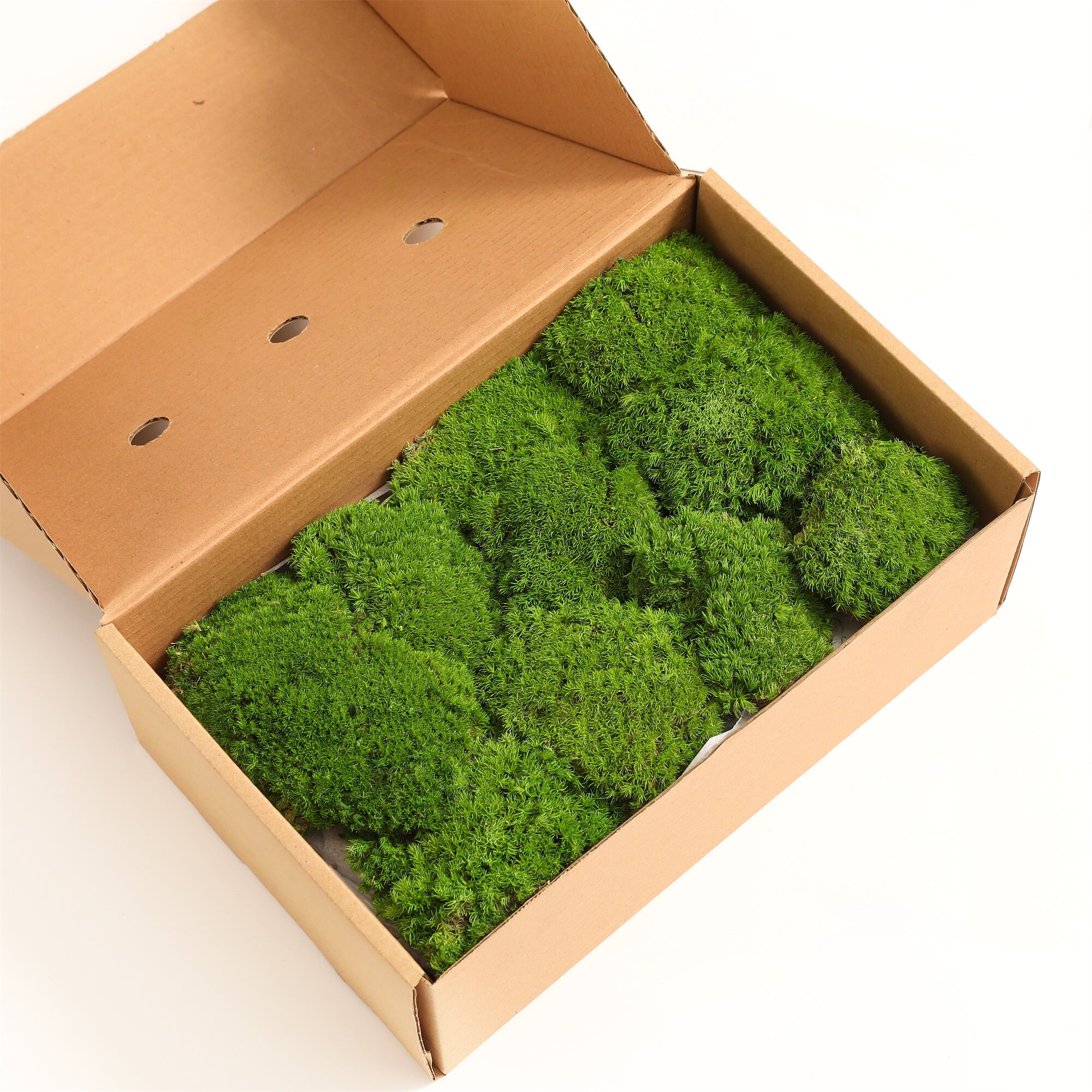 Pillow Moss Cushion Moss Moss Bowl Bulk Moss Bulk Preserve Etsy UK