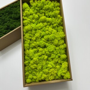 Preserved Reindeer Moss Wall Art: 30 Colors, Green Plant Decor