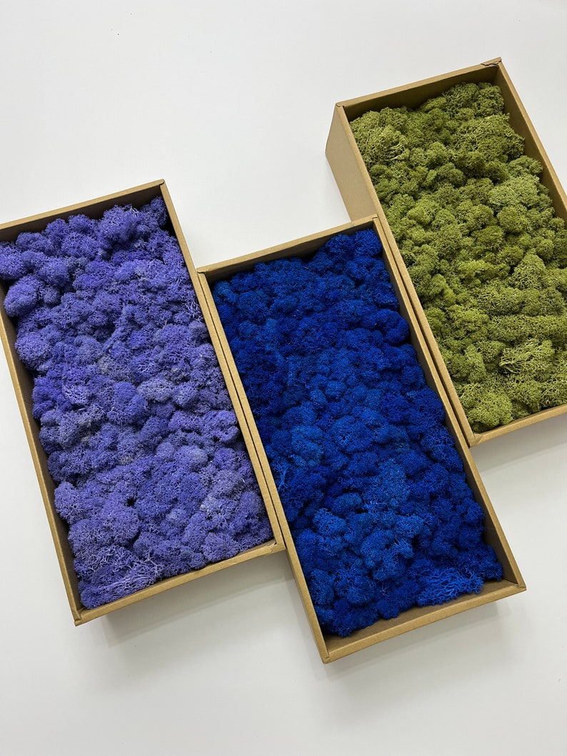 Wholesale Top Quality 30colors Preserved Reindeer Mossfloral Etsy