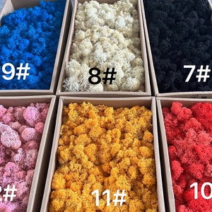 5oz Preserved Reindeer Moss: Colorful DIY Art Wall Decor
