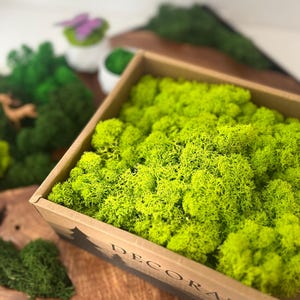 Geconserveerd rendiermos, natuurlijk groen decor, doe-het-zelfkunst aan de muur, terrariumbenodigdheden