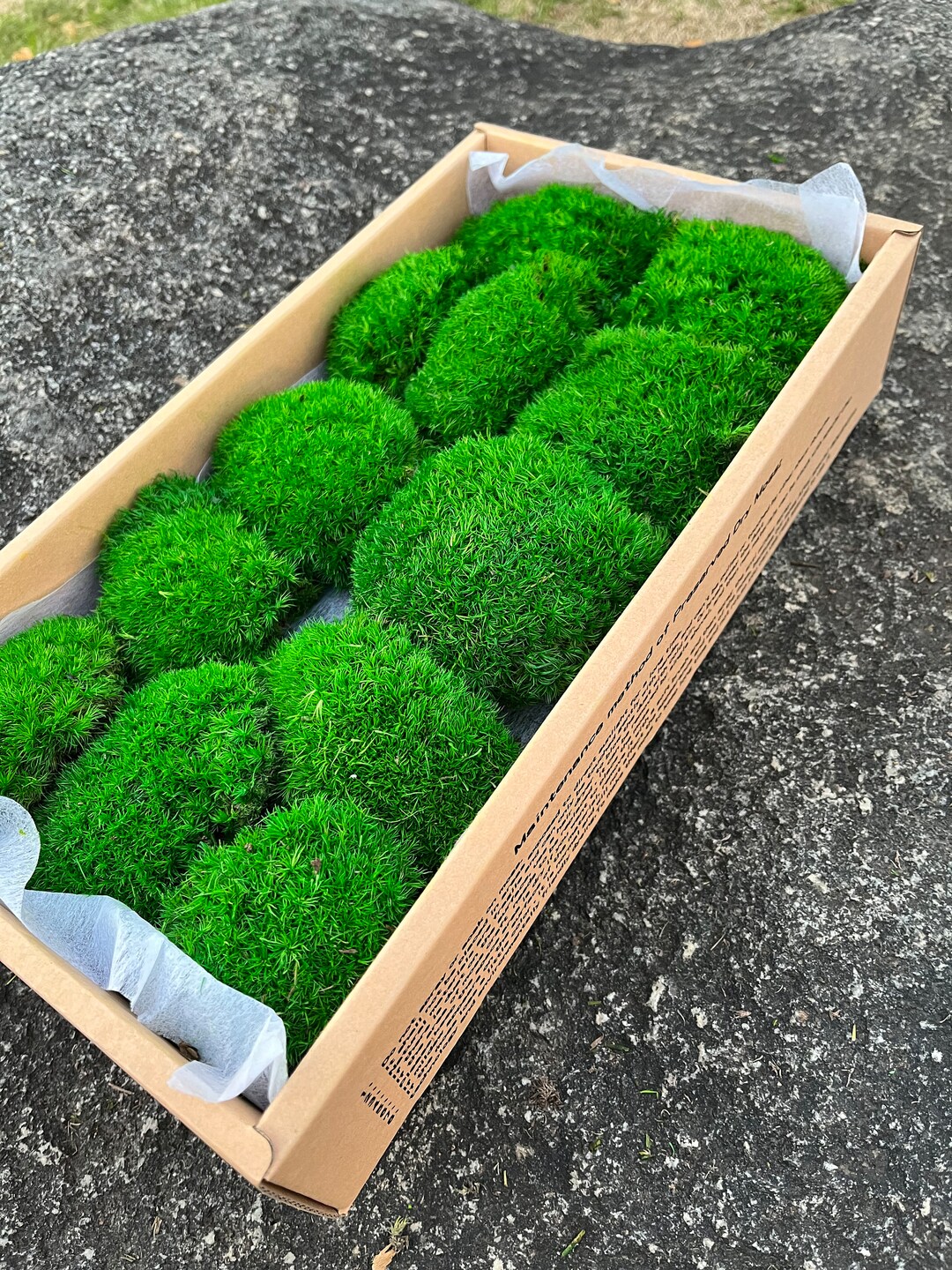 Boutique Preserved Moss for Potted Plants, Moss Bulk for Moss Wall