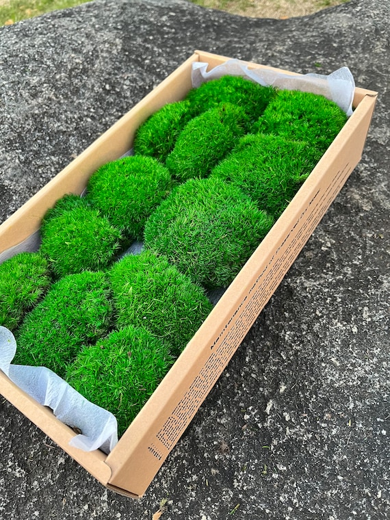 Boutique Preserved Moss for Potted Plants, Moss Bulk for Moss Wall Decor,  Fairy Gardens,green Pole Moss Preserved DIY Kit Terrariums 