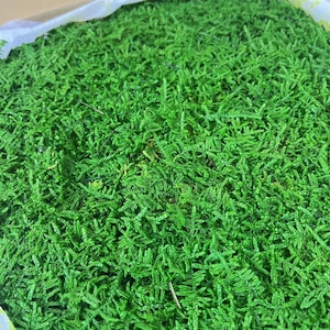 Muschio piatto conservato: muschio decorativo verde naturale (2 piedi quadrati/scatola)