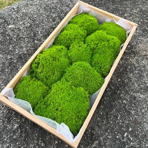 Caja de musgo con forma de almohada: arte natural y ecológico para hacer tú mismo, terrario y decoración de pared.