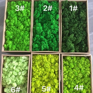 Colorful Reindeer Moss: Preserved Lichen, Wall Decor (5oz)