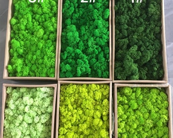 Colorful Reindeer Moss: Preserved Lichen, Wall Decor (5oz)