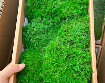 May include: A box filled with preserved green moss, a small paintbrush is visible in the bottom right corner of the image.