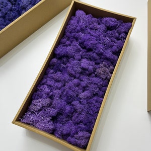 Stabilized Reindeer Moss: Forest Green Lichen, Scandinavian Decor
