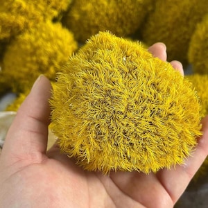 Pillow Moss Wall Art: Natural Green DIY Moss Terrariums