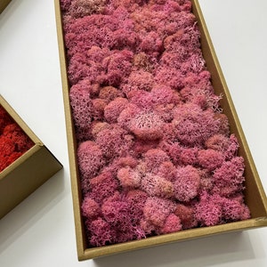 15oz Preserved Reindeer Moss: Lichen Moss Wall Art Decor